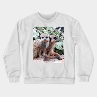 Meerkats Crewneck Sweatshirt